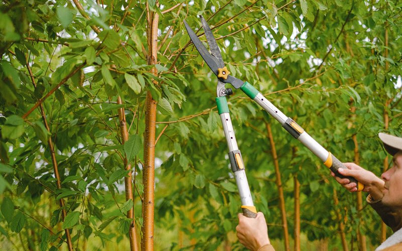 Tree trimming in Willisville, IL