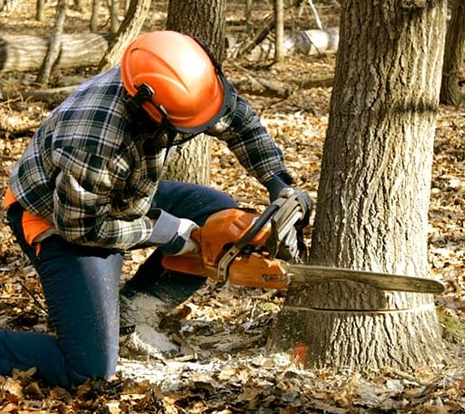 Tree Removal in Willisville, IL